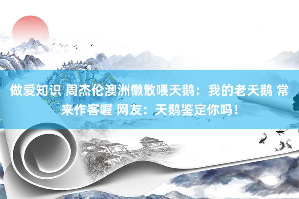 做爱知识 周杰伦澳洲懒散喂天鹅：我的老天鹅 常来作客喔 网友：天鹅鉴定你吗！